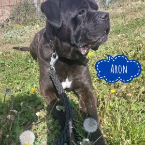 ARON