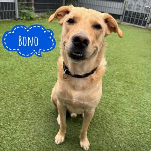 BONO
