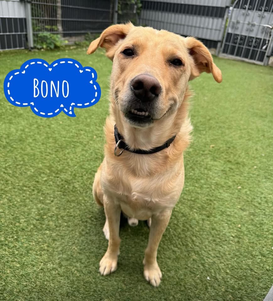 BONO