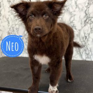 NEO
