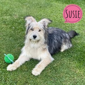 SUSIE