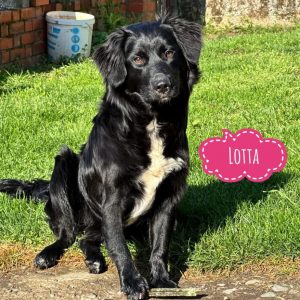 LOTTA