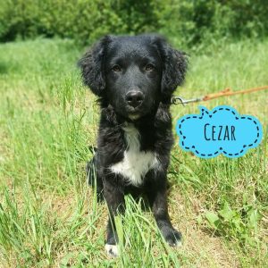 CEZAR