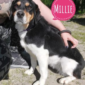 MILLIE
