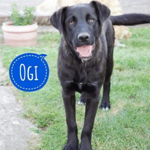 OGI
