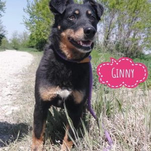 GINNY