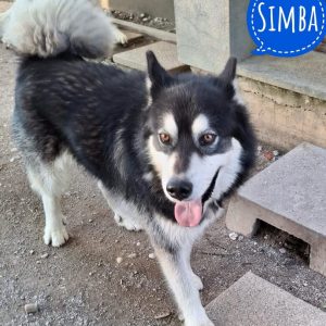 SIMBA