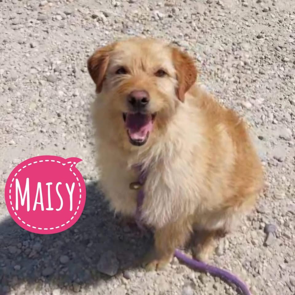 MAISY