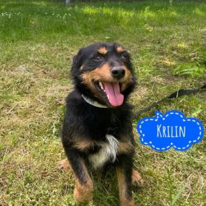KRILIN