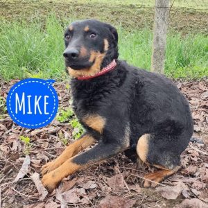 MIKE