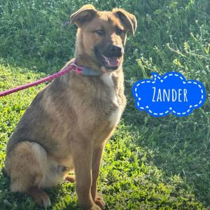 ZANDER