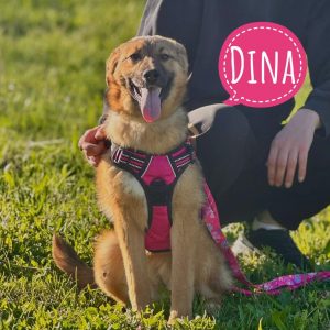 DINA