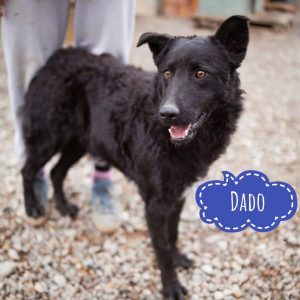 DADO