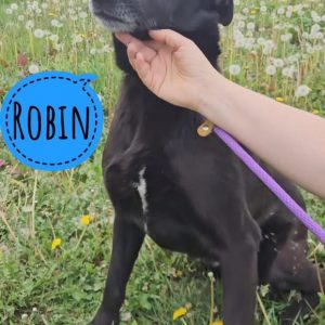 ROBIN