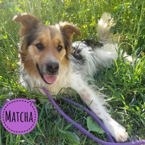 MATCHA