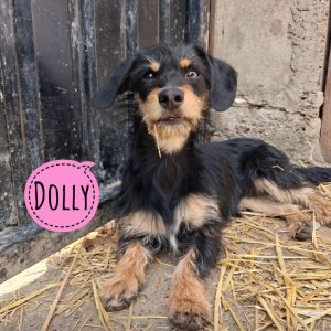 DOLLY