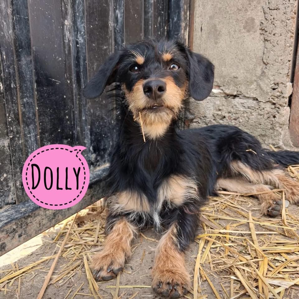 DOLLY