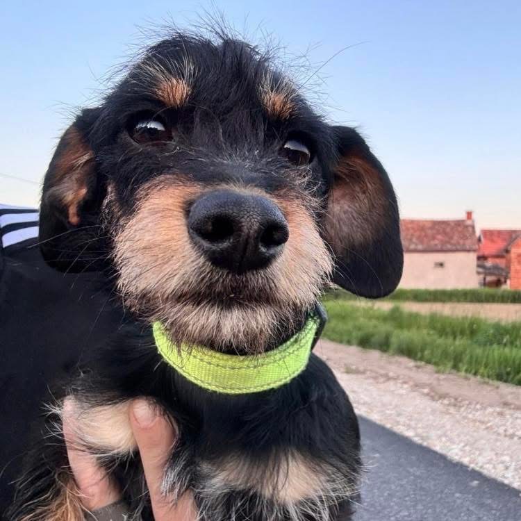 DOLLY – Bild 4