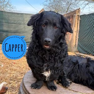 CAPPER