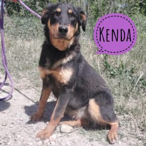 KENDA