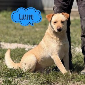 GUAPPO