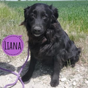 LIANA