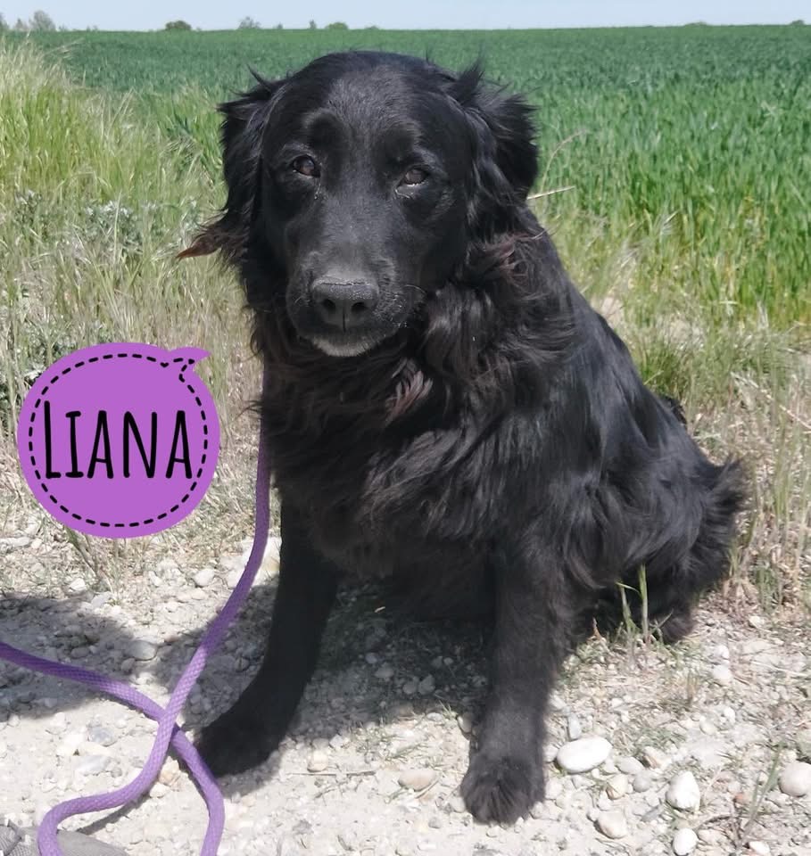 LIANA