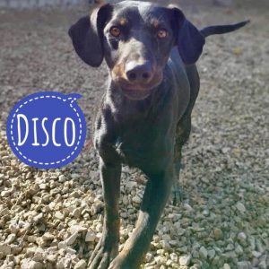 DISCO