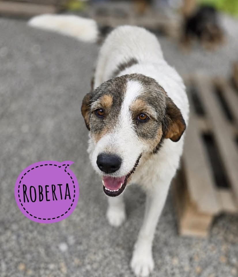 ROBERTA