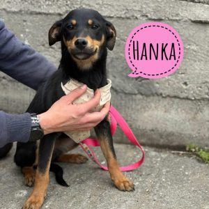 HANKA