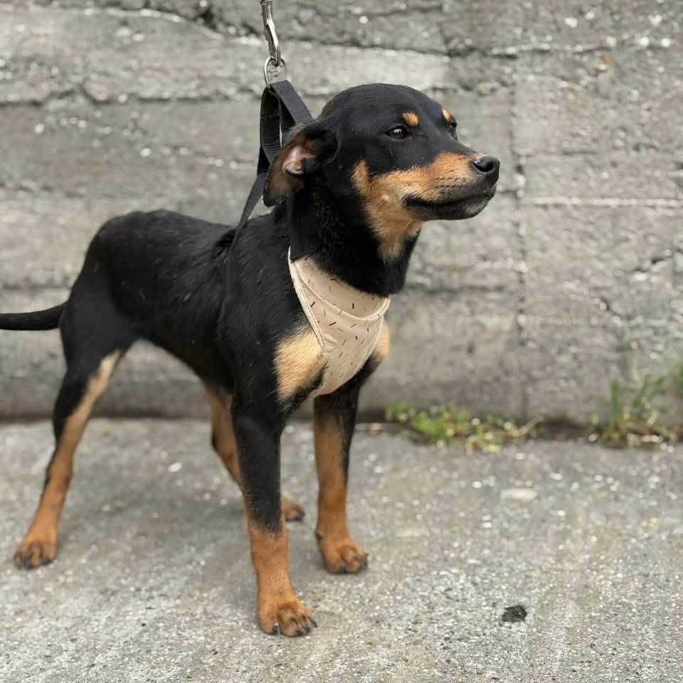 HANKA – Bild 4