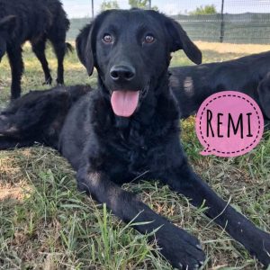 REMI