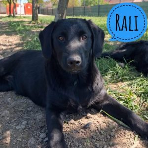 RALI
