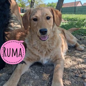 RUMA