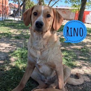RINO