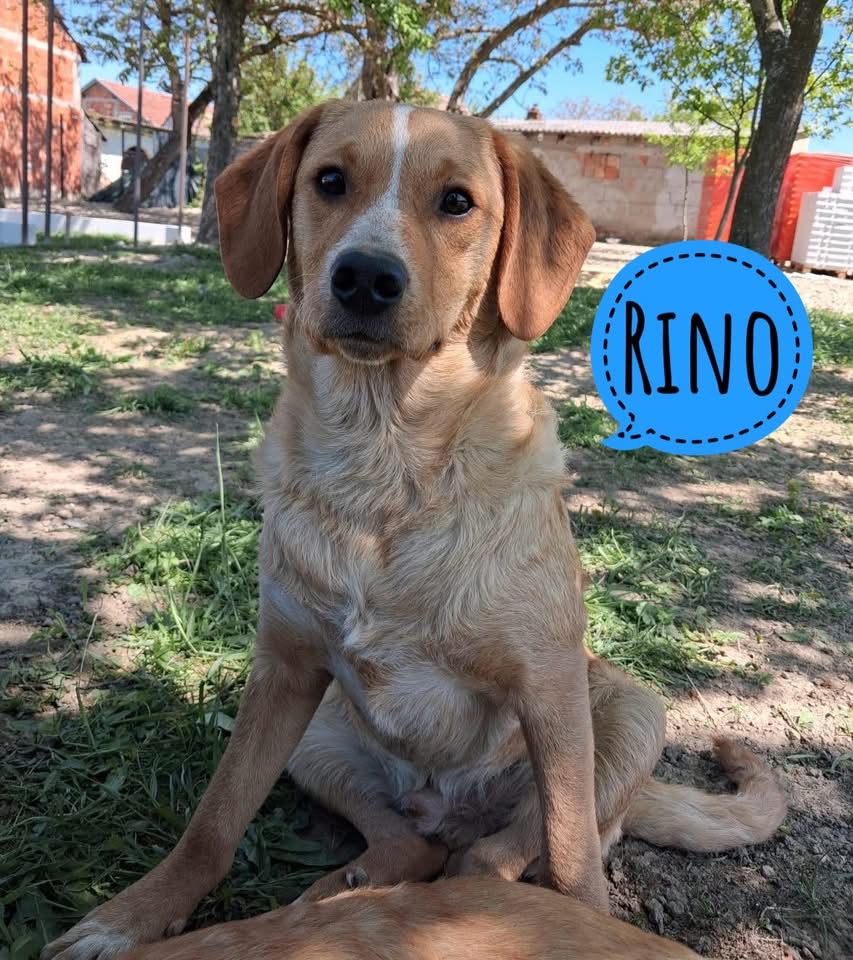 RINO