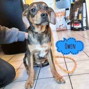 OWEN