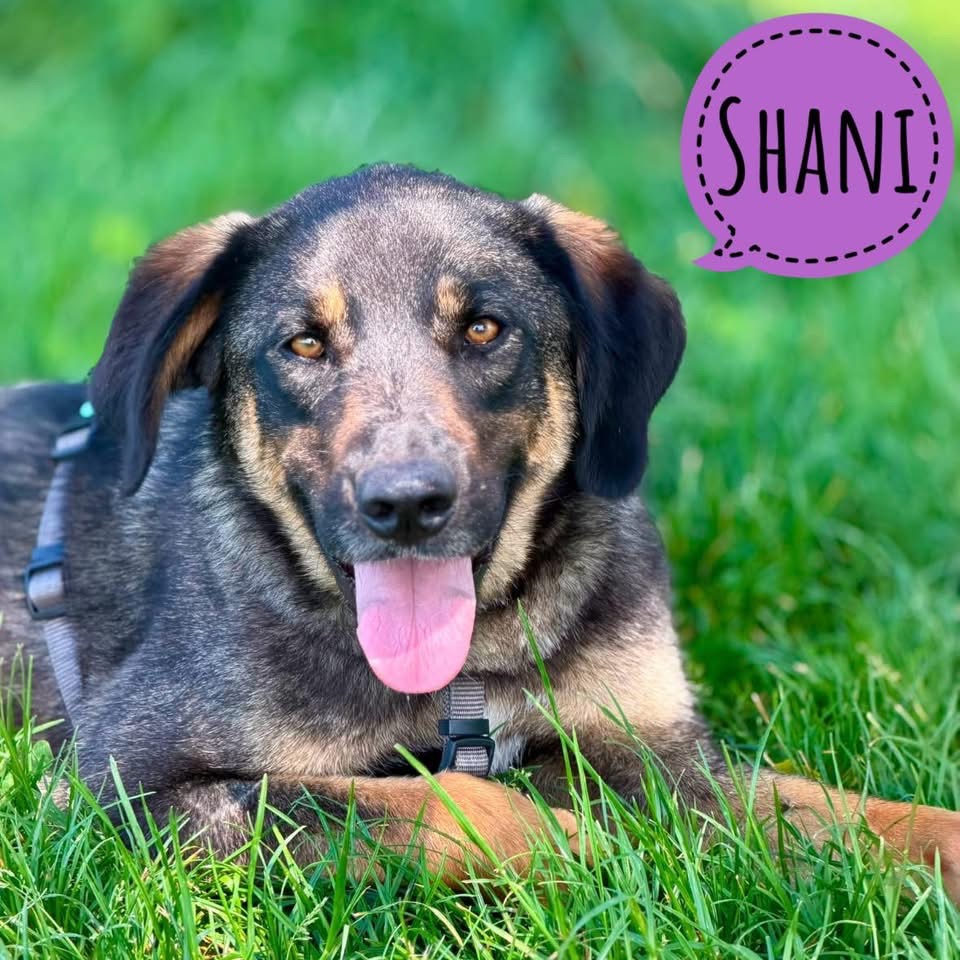 SHANI