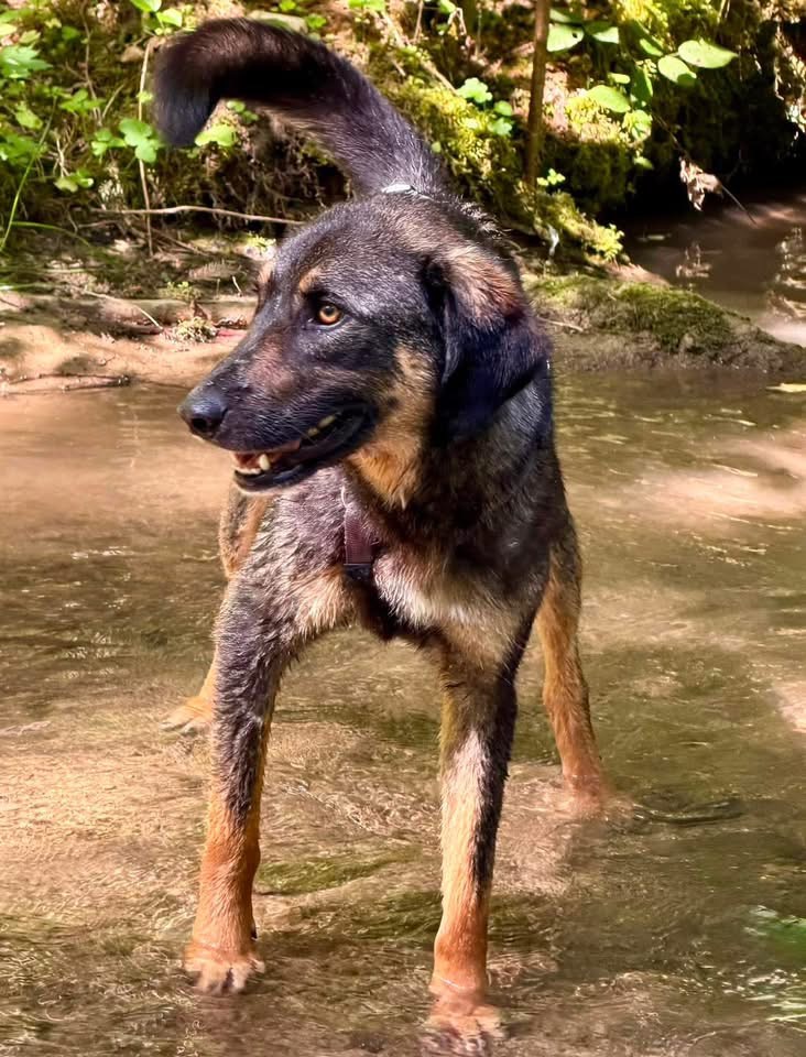 SHANI – Bild 2