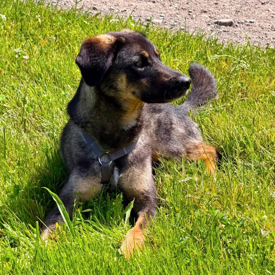 SHANI – Bild 3
