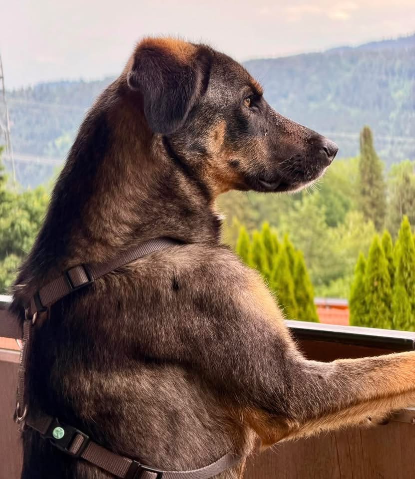 SHANI – Bild 5
