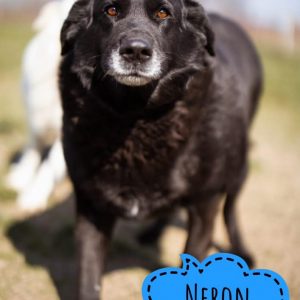 NERON