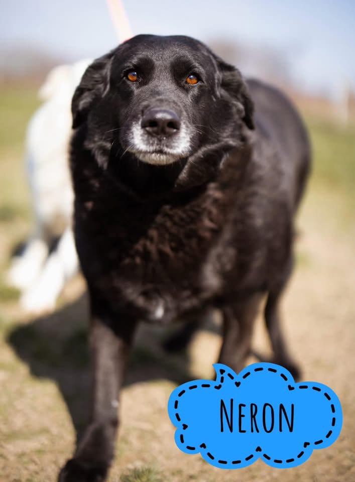 NERON
