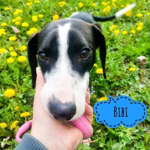 BIBI