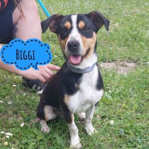 BIGGI