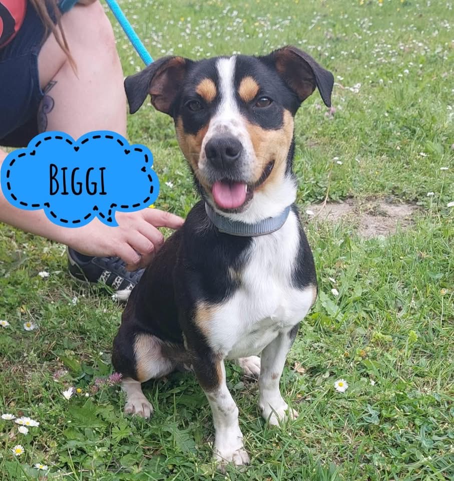 BIGGI
