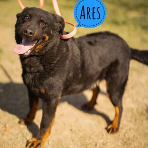 ARES
