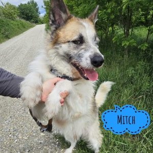 MITCH