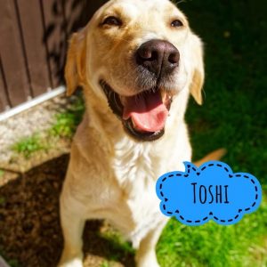 TOSHI