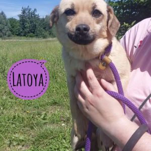 LATOYA
